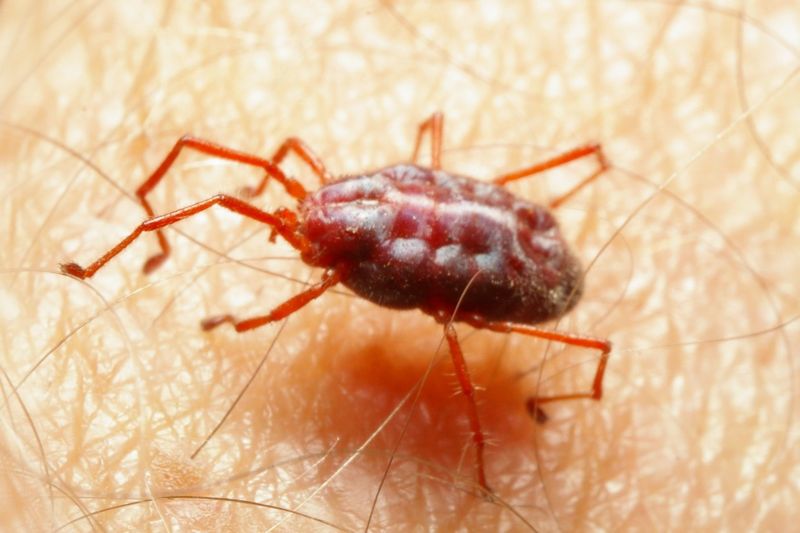 mite